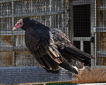 turkey vulture